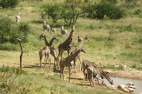 Giraffes at the watering hole