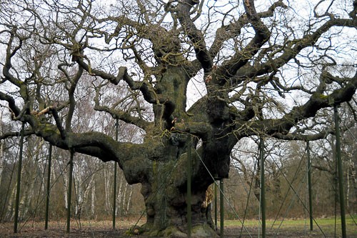 The "Major" Oak, Sherwood Forest.