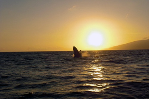 Whale watching off the coast of Lanai.