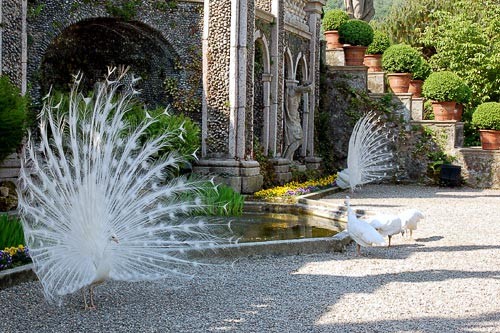 Peacocks on the grounds of Palazzo Borromeo, Lago Maggiore. Photo by <a href="http://www.frommers.com/community/user_gallery_detail.html?plckPhotoID=8ea7aaa8-161d-48f9-bf8a-1793c44f0394&plckGalleryID=c0482941-0d2d-4cca-b8c4-809ee9e20c72" target="_blank">catmarble/Frommers.com Community</a>