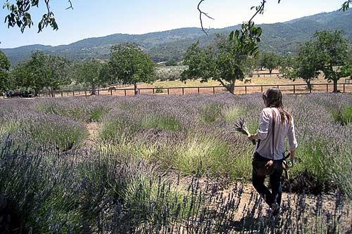 Gather bunches of lavender at the New Oak Ranch.