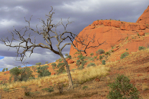 Tree at Uluru, Australia