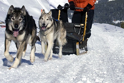 Jackson Hole Iditarod Sled Dogs.