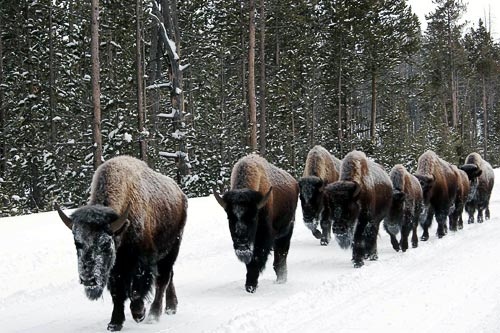 A herd of bison (buffalo) in Yellowstone.