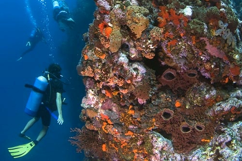 Diving near man o' war shoals in Saba.