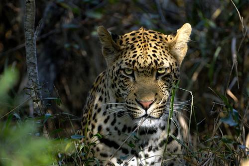 A male leopard at Mala Mala - Kruger National Park - South Africa