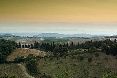 Vineyard at sunset in Chianti, Tuscany