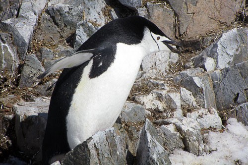 The chinstrap penguin, named after the stripe beneath its bill, has established large rookeries throughout the sub-Antarctic and Antarctic islands, as well as the Antarctic Peninsula. These penguins are mid-sized, with an average height of 26 inches (66cm). The male penguin pictured here is collecting stones to build a nest for his potential mate. Males and females take turns brooding, each incubating the eggs for about a week at a time; chicks hatch after approximately a month.