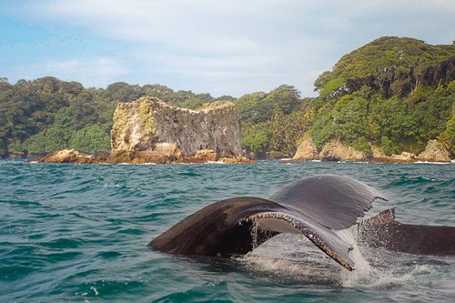 Whale off Gorgona Island