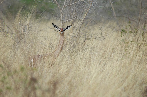 A gerenuk in the grasses of Meru National Park.