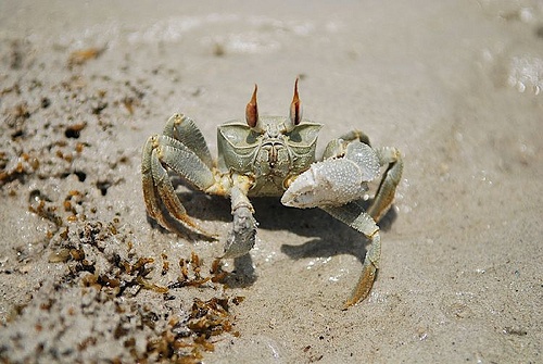 Crab on the beach at low tide, Mafia Island, Tanzania.
