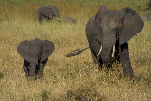A mother and baby elephant in Tarangire National Park, Tanzania.