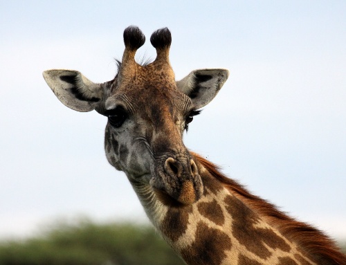 A giraffe in Serengeti National Park, Tanzania.