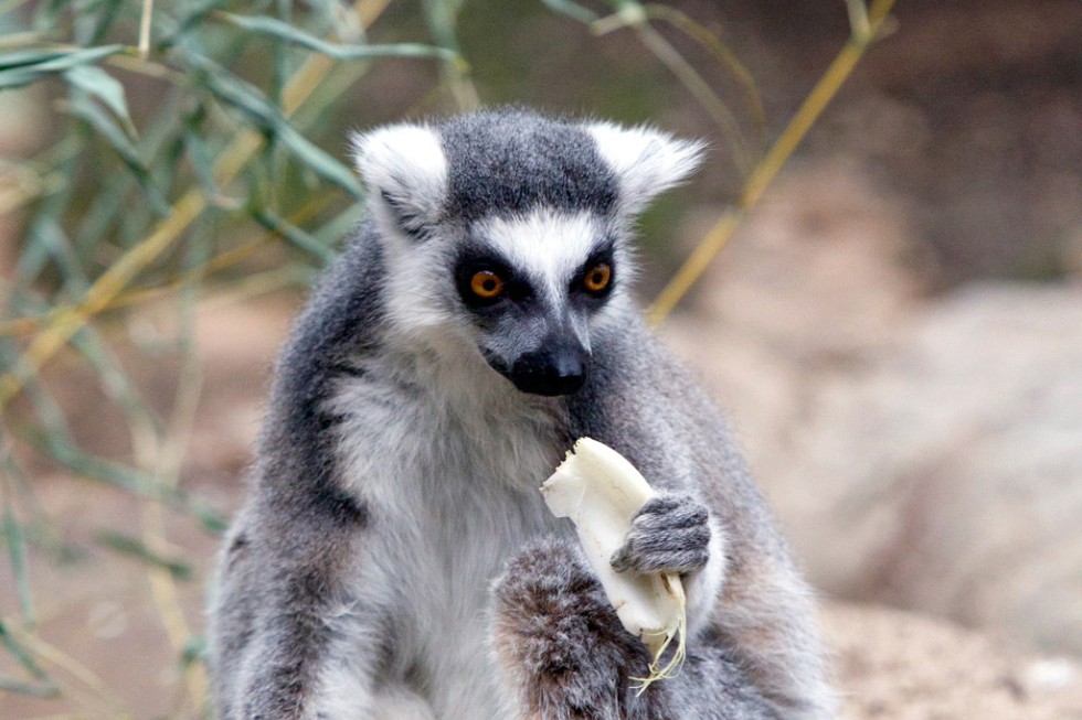 A lemur has a snack at the Bronx Zoo Wildlife Conservation Park.