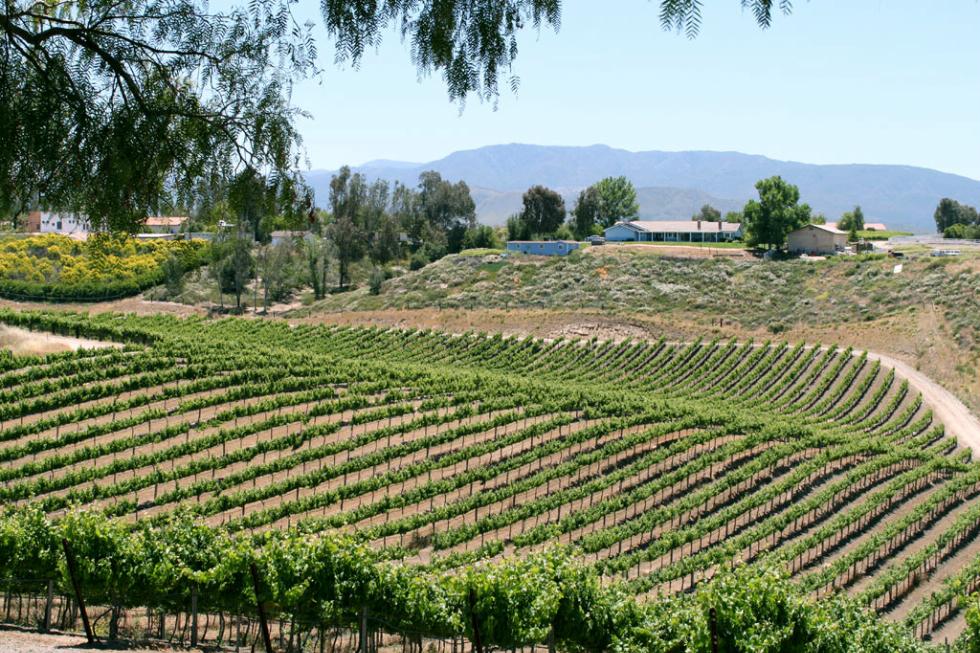 Wine vineyards in Temecula, California.