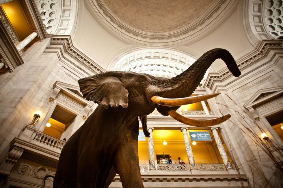 Elephant statue in atrium of museum