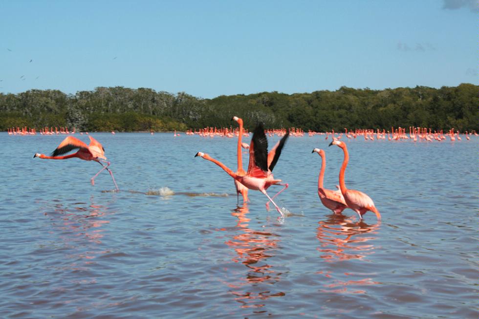 Watching the flamingos take flight in Celestún Biosphere Park in Yucatán, Mexico.