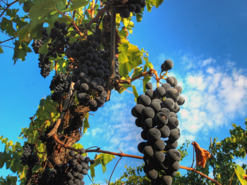 Chianti grapes growing near Florence.