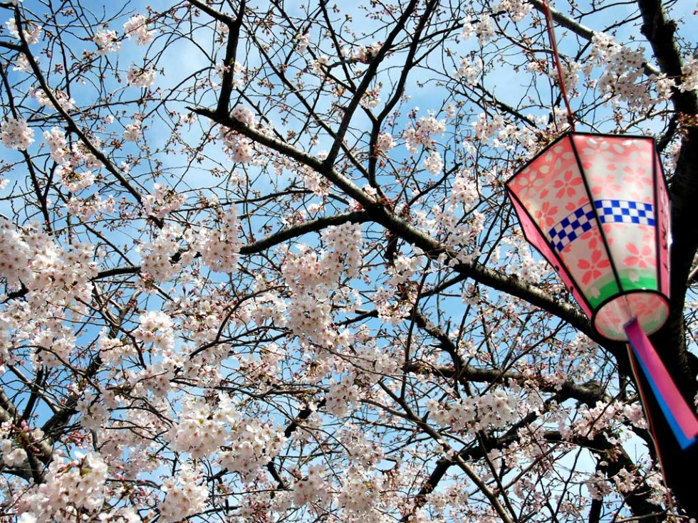 Cherry blossoms in Yokohama.
