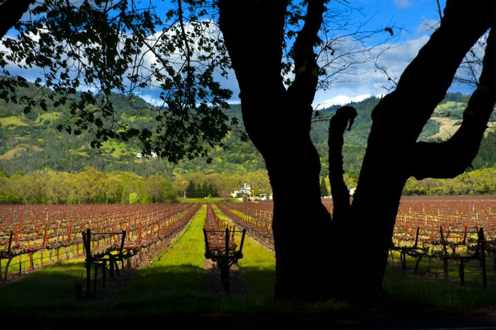 Vineyards in California's Wine Country.