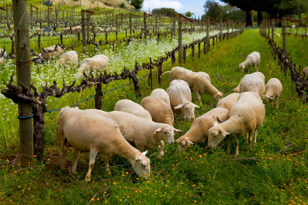 Sheep grazing at the Benzinger Family Winery in Glen Ellen, California.