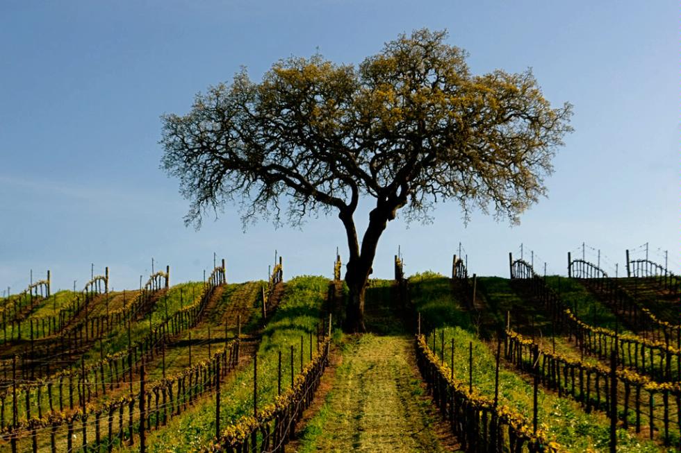 The Jordan Winery in Healdsburg, California.