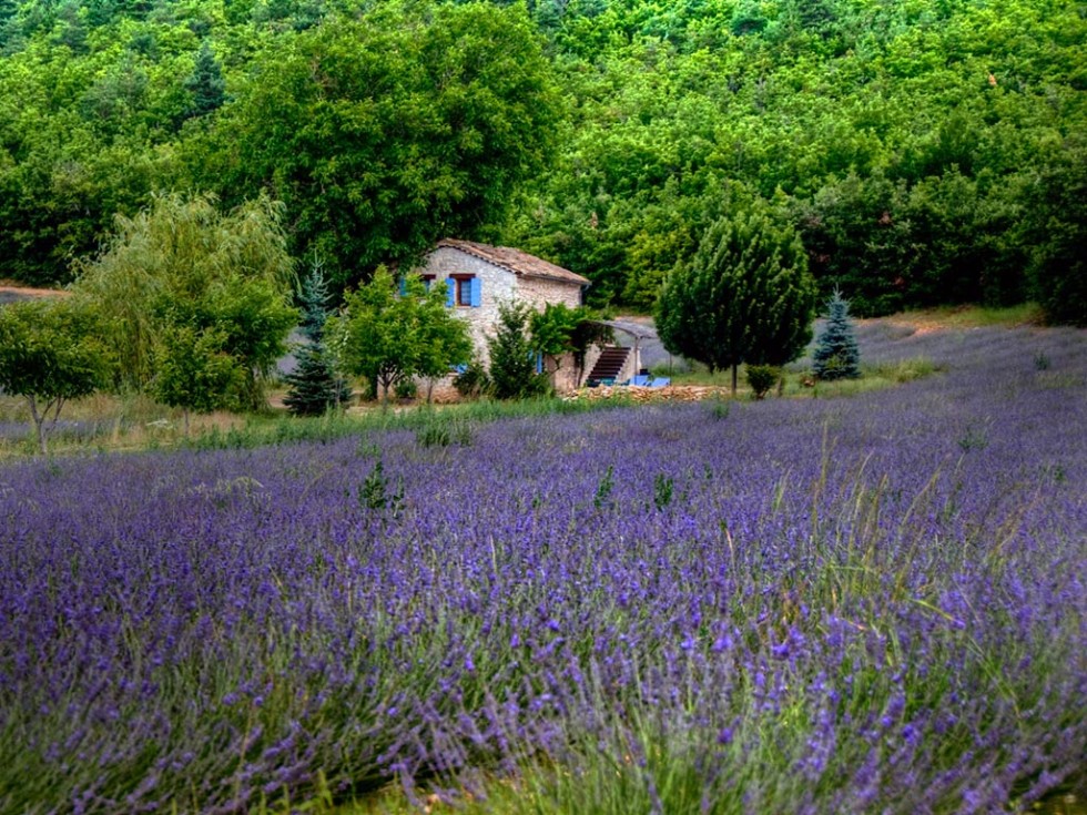 Lavender fields in Provence, France.