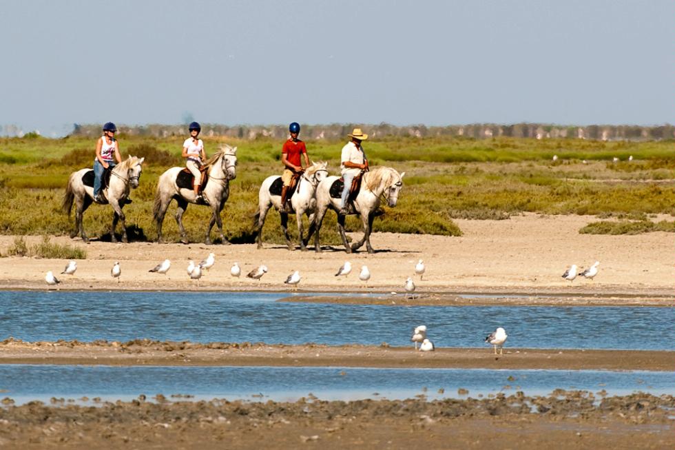 Horse-riding on the Camargue Wetlands in France.