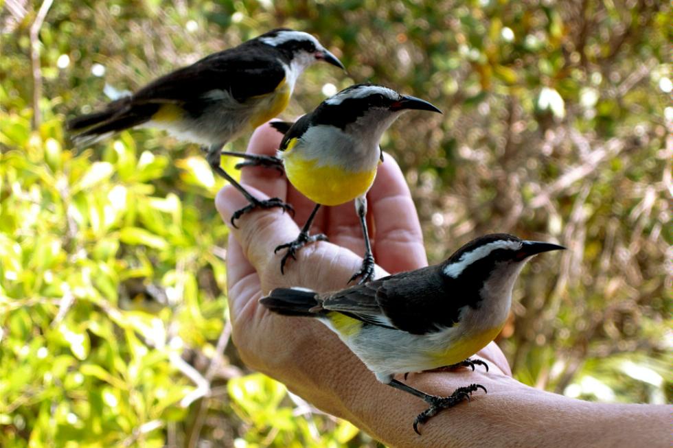 Fearless little birds sit on your hand at Exuma Cays Land and Sea Park, Bahamas.