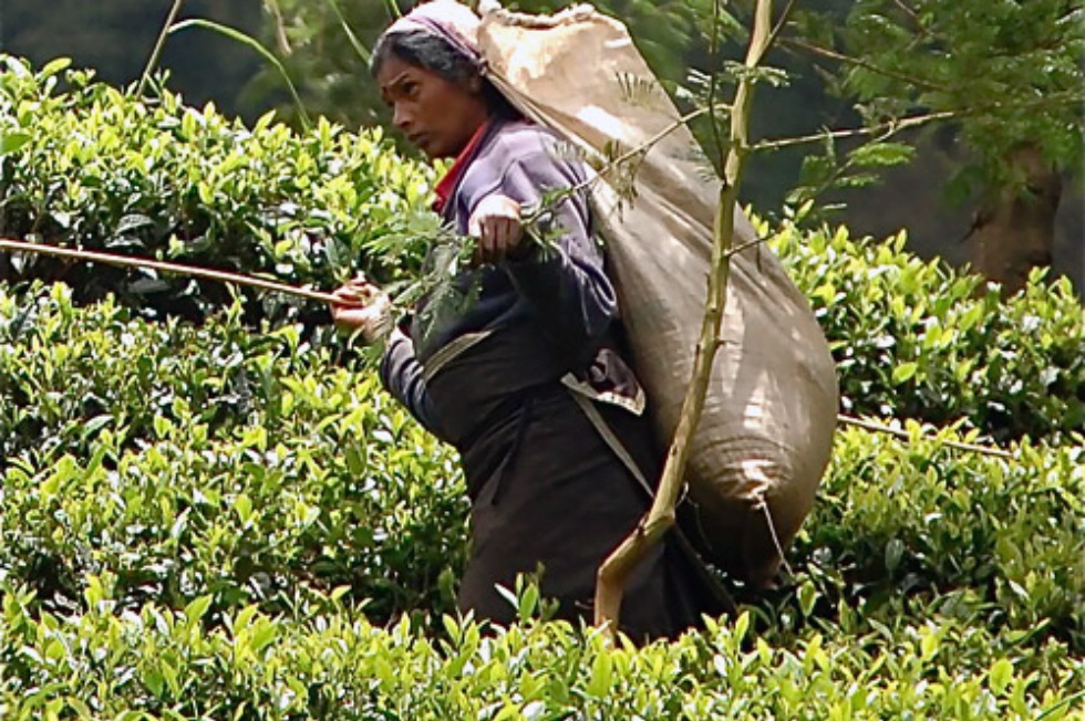 Woman at work on the terraced rows of tea in the highlands of Sri Lanka.