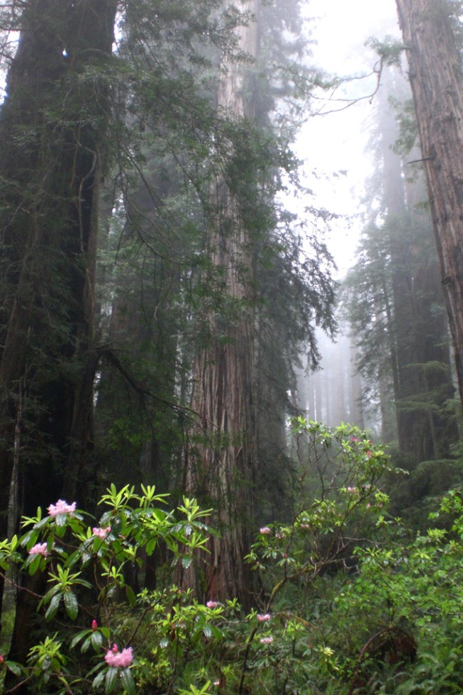 Coast Redwoods at Redwood National and State Parks, California.