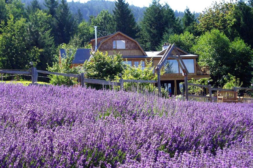 The fields of Sacred Mountain Lavender Company at their summer peak.
