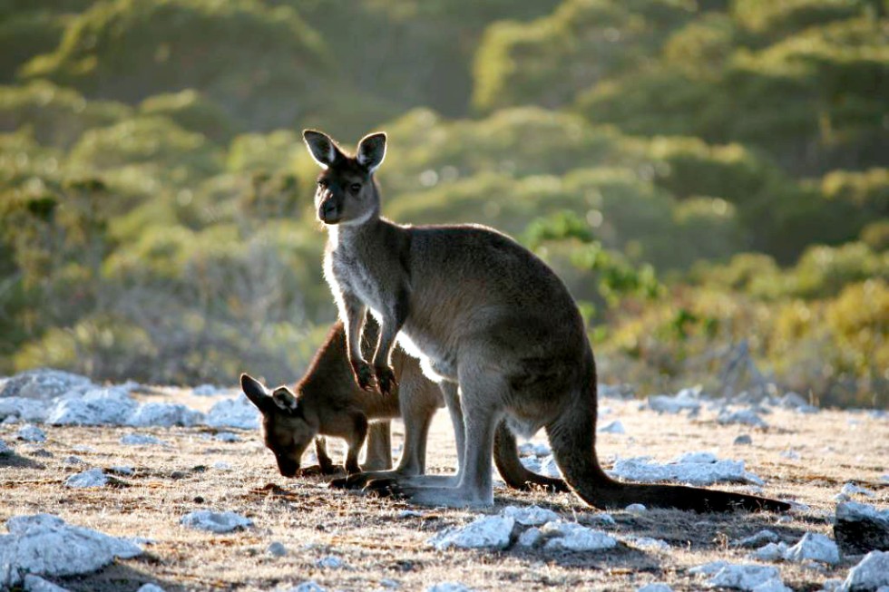 Kangaroos in the early morning at Stokes Bay, Kangaroo Island.