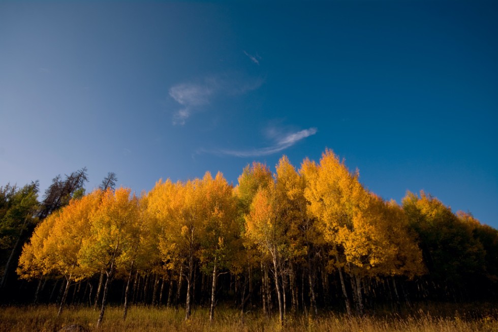 Golden aspen trees in Rocky Mountain National Park, Colorado.