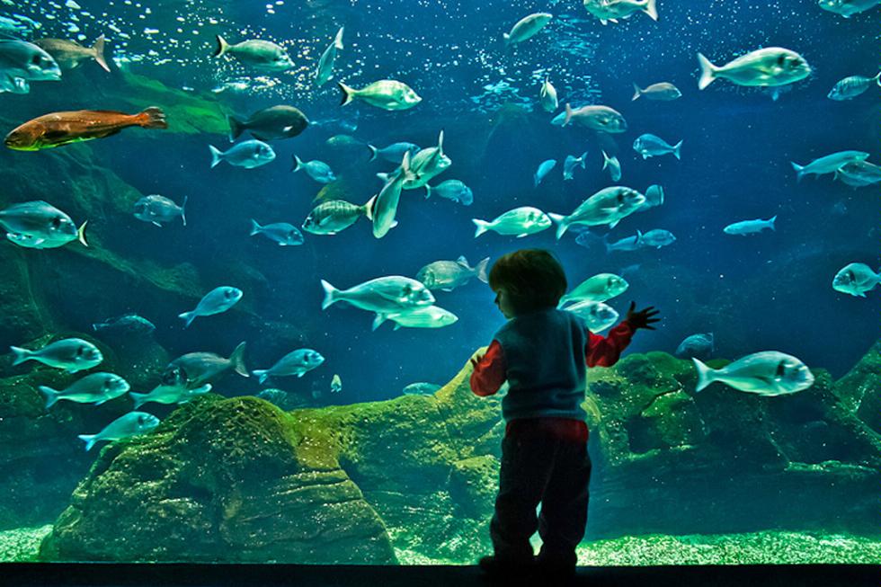 A child looking at the sea life at the Cretaquarium in Crete, Greece.
