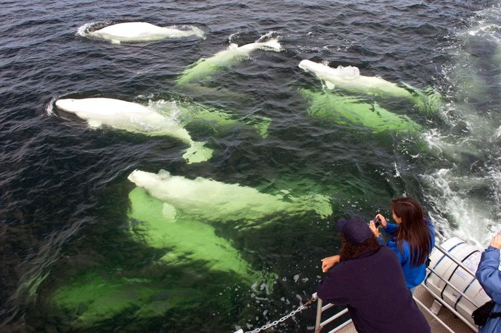 Whale watching tours are popular in Churchill, Manitoba, known as the beluga capital of the world.