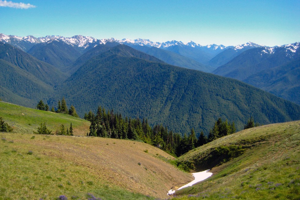 Hurricane Ridge, Olympic National Park. Photo by <a href="http://www.flickr.com/photos/yugen/2813162204/" target="_blank">yugenro/Flickr.com</a>.