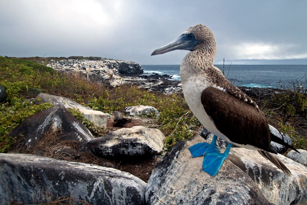 The Galapagos Islands offer an unparalleled experience to see an amazing variety of wildlife from a close perspective, such as this Blue-Footed Booby.