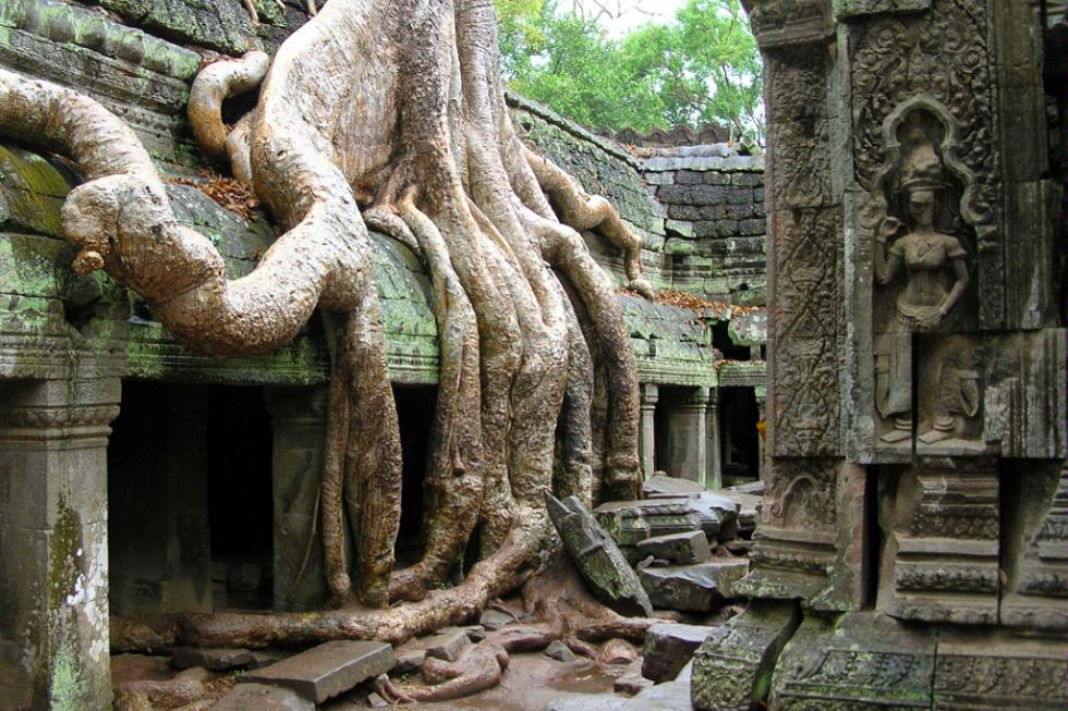 A tree overgrowing the ruins of Angkor Wat in Siem Reap, Cambodia.