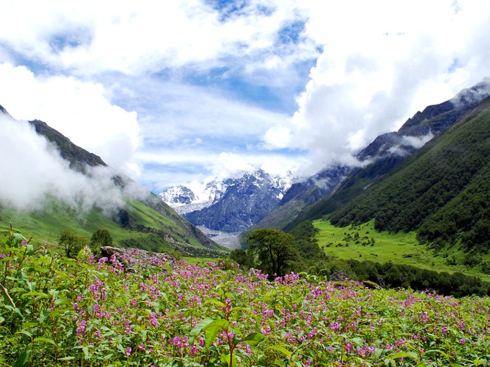 Valley of Flowers National Park.