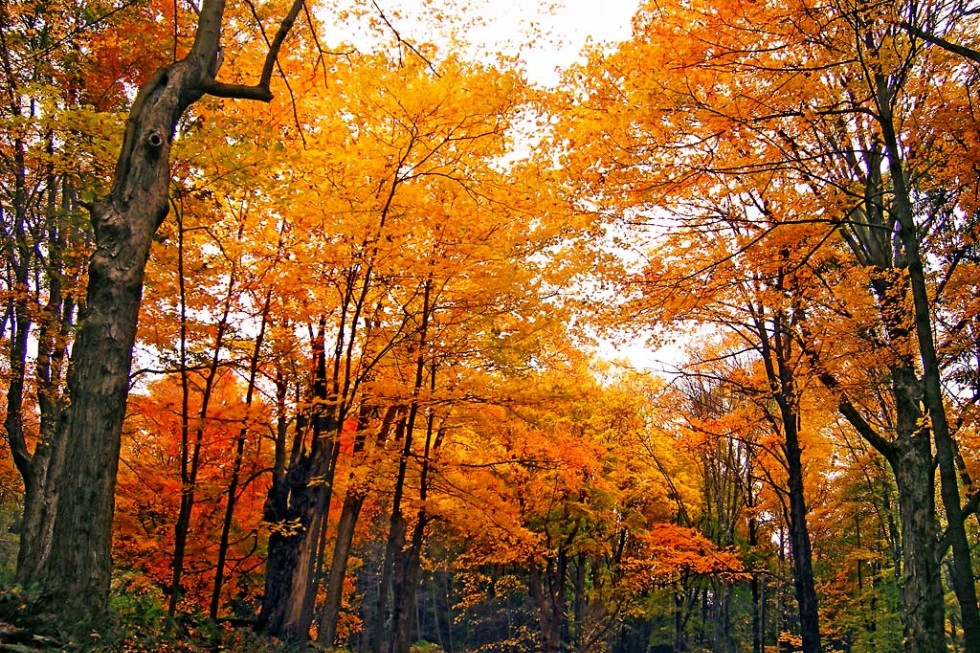 Deciduous forest in Warren County, within the Delaware Water Gap National Recreation Area.