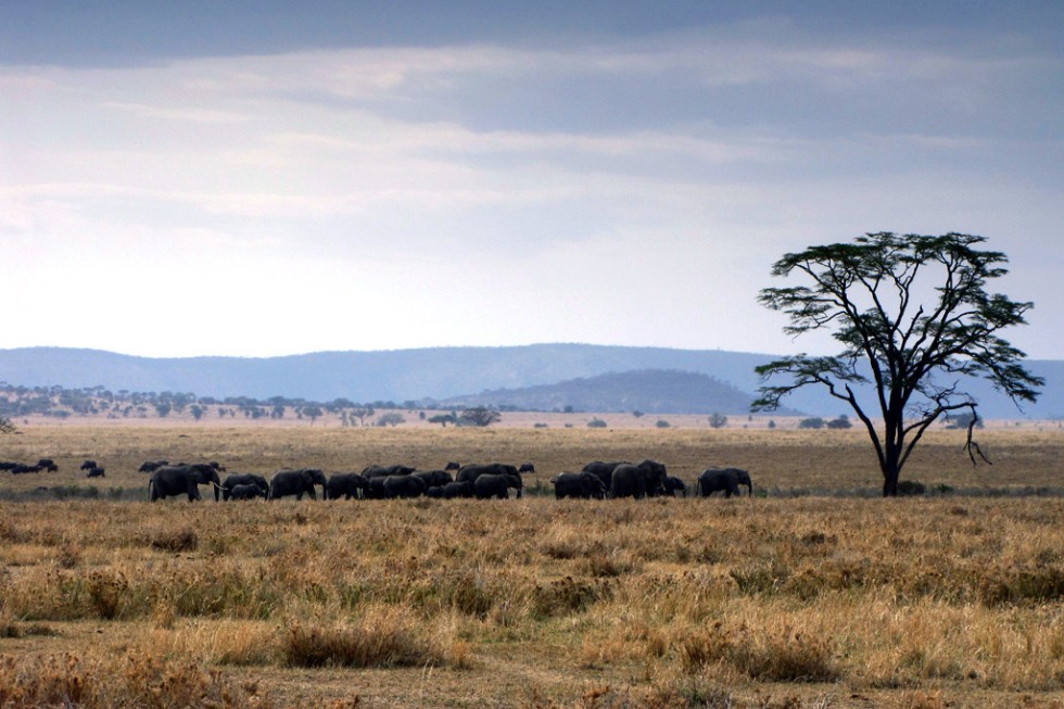 A herd of African elephants migrates across the Serengeti.
