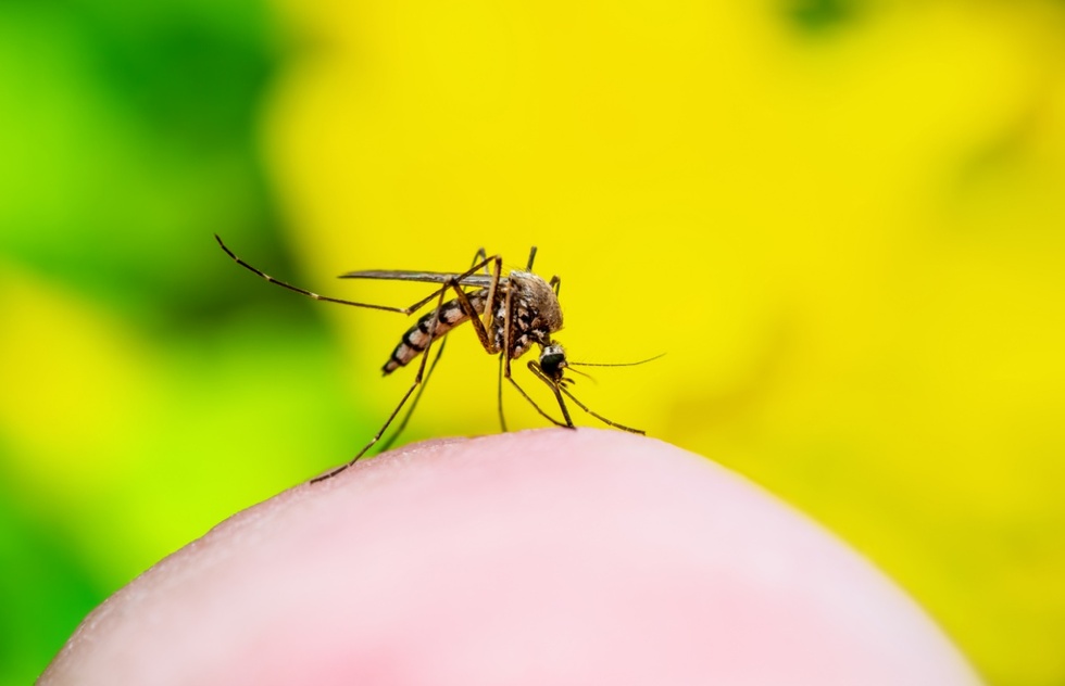“Risk of Outbreaks High”: Tourists Warned of Deadly Disease Spread by Mosquitoes | Frommer's