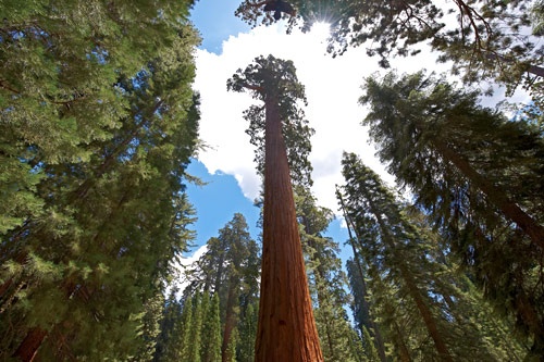 Mariposa Grove of Giant Sequoias. Photo courtesy DNC Parks & Resorts at Yosemite, Inc.