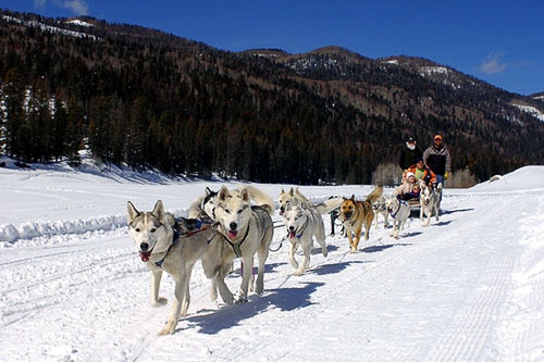A team of dogs leads a sled in Durango, Colorado.