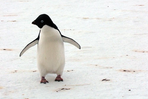 The Adélie penguin is one of just two species of penguins that inhabit the southernmost portion of the Antarctic continent. Measuring about 27 inches (69cm) tall, with a current population of 5 million, this classic black-and-white tuxedoed penguin breeds as far south as 860 miles (1,385 km) from the South Pole. The other southern Antarctic penguin is the emperor, which starred in <em>March of the Penguins</em>.