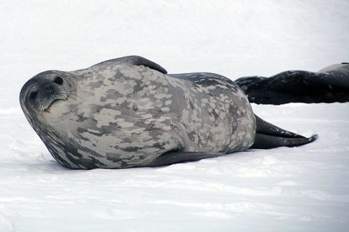 Antarctica is home to 50 to 75 million seals, including the Ross, crabeater, and leopard species. The Weddell seal is the southernmost breeding mammal in the world. Reaching up to 9.8 ft. (3m) in length and 1,100 pounds (500kg) in weight, these seals survive winter storms by hiding under ice and breathing through holes they make with their teeth.